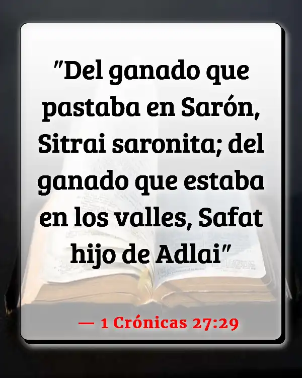 Versículos De La Biblia   	Sharón  (1 Crónicas 27:29)