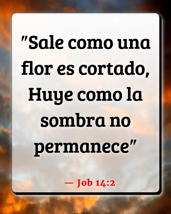 Versículos De La Biblia   	Rosas  (Job 14:2)