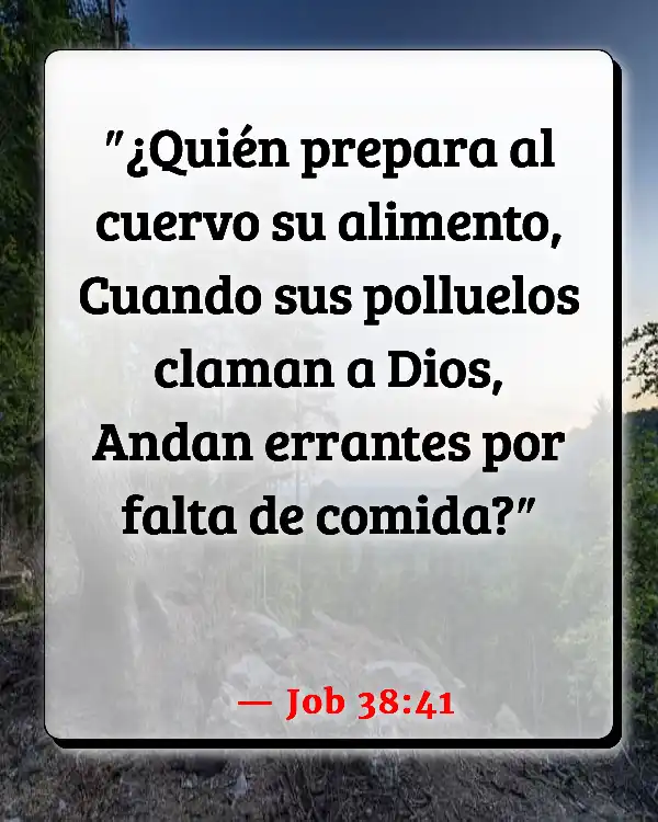 Versículos De La Biblia No preocuparse (Job 38:41)