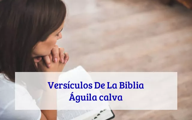 Versículos De La Biblia Águila calva