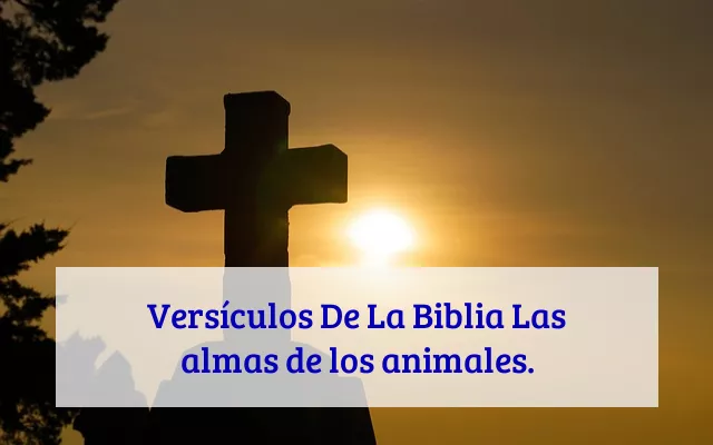 Versículos De La Biblia Las almas de los animales.