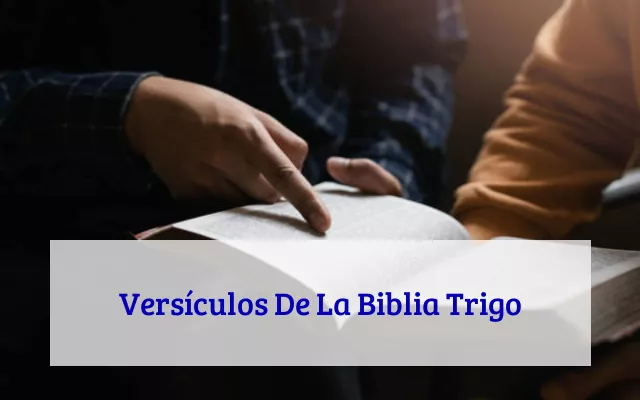 Versículos De La Biblia Trigo